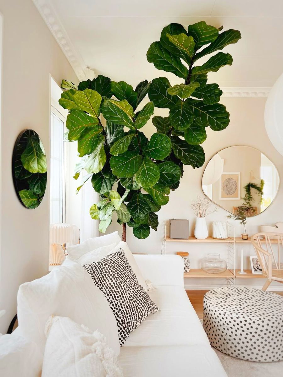 Fiddle Leaf Fig in a living room