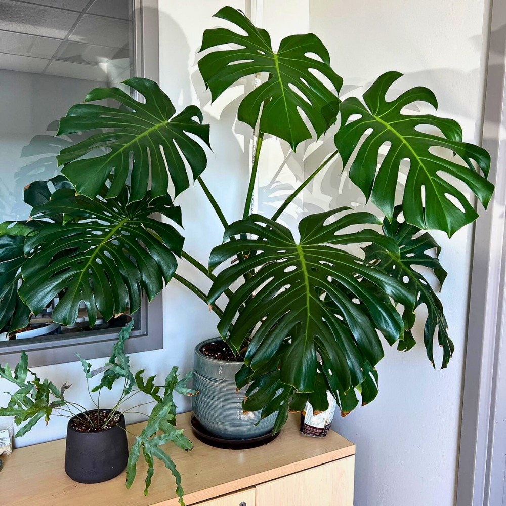 Bringing Life to Your Workspace With Corporate Plants