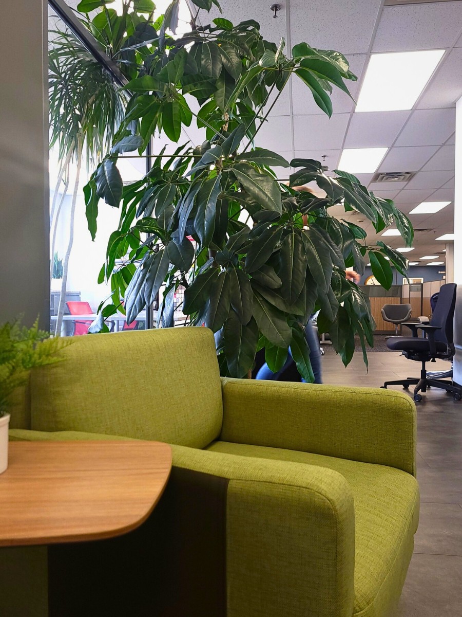 Bringing Life to Your Workspace With Corporate Plants
