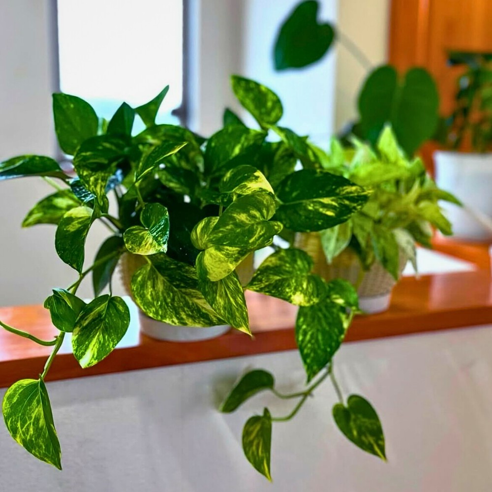 Bringing Life to Your Workspace With Corporate Plants