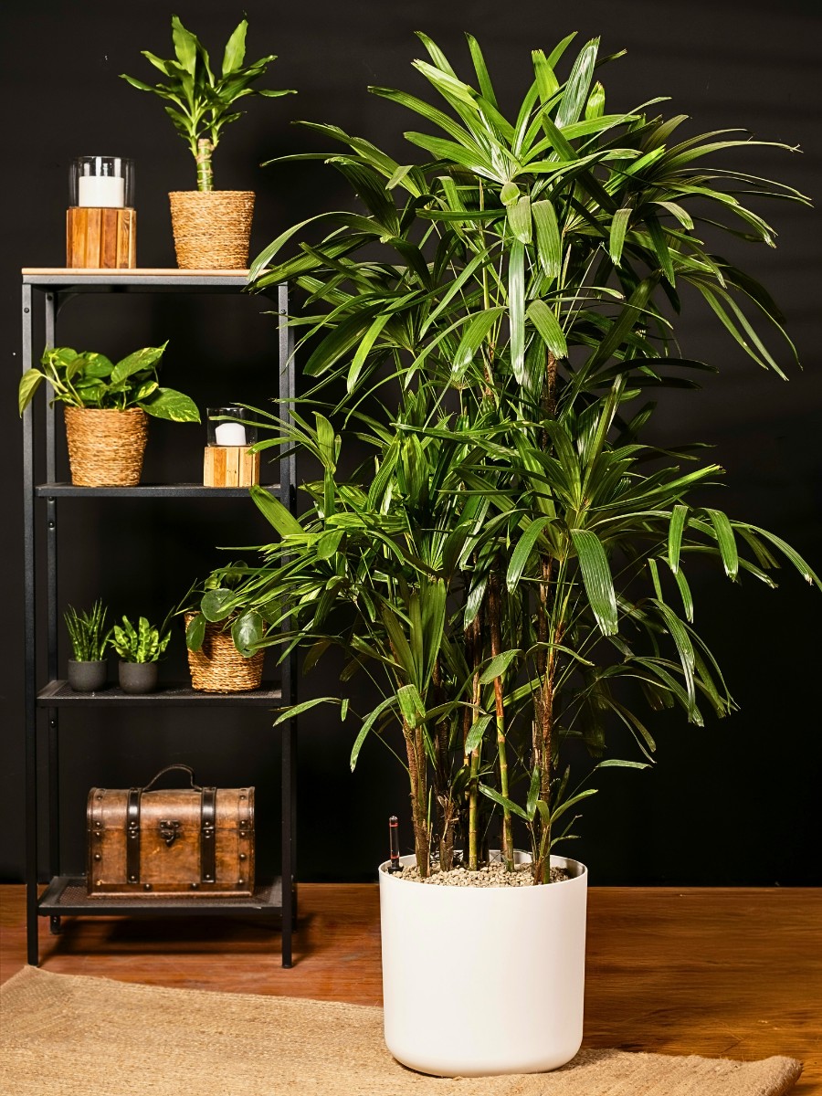 Bringing Life to Your Workspace With Corporate Plants