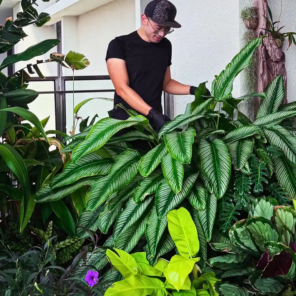 Micro-forests on the Balcony Provide a Biophilic Design for Small Apartments and Big Well-Being.