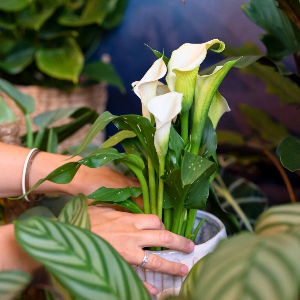 A stunning white potted Calla by Simply Calla