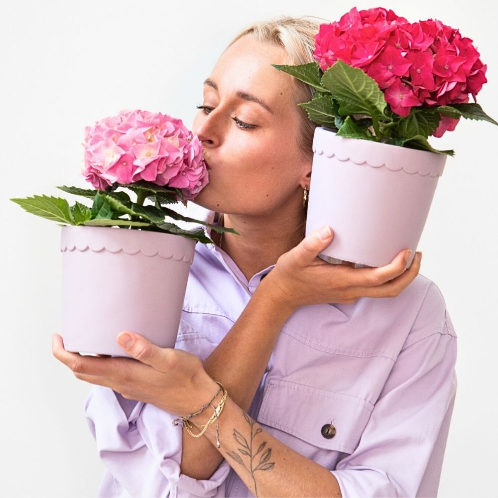 Feel the color and presence of the Hydrangeas