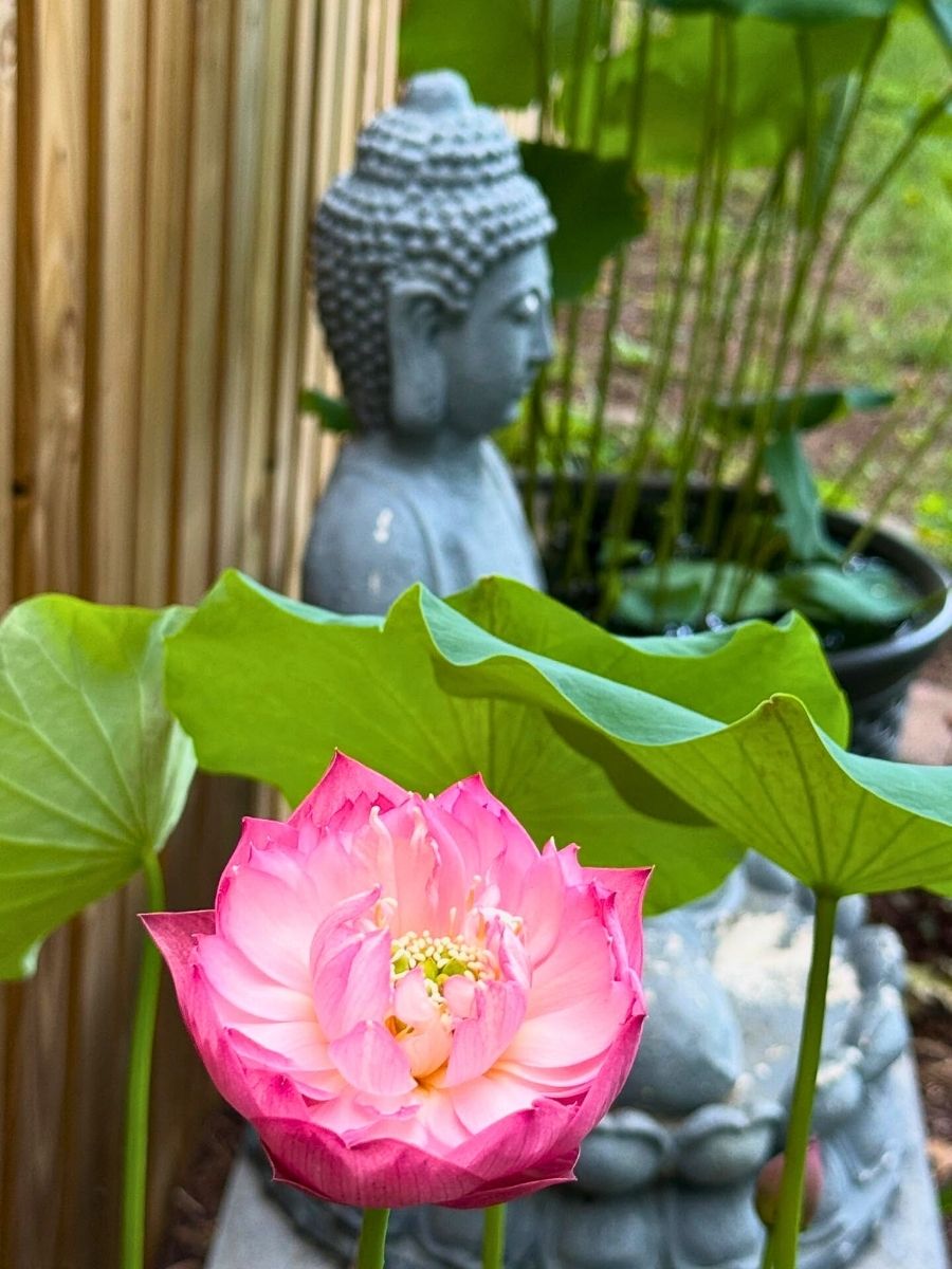 Lotus flower in Buddhism