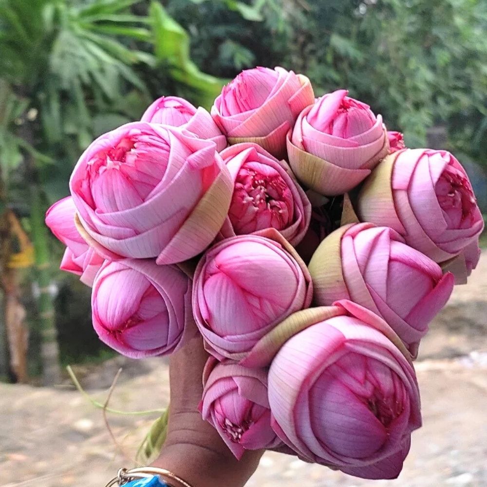A bunch of lotus flowers
