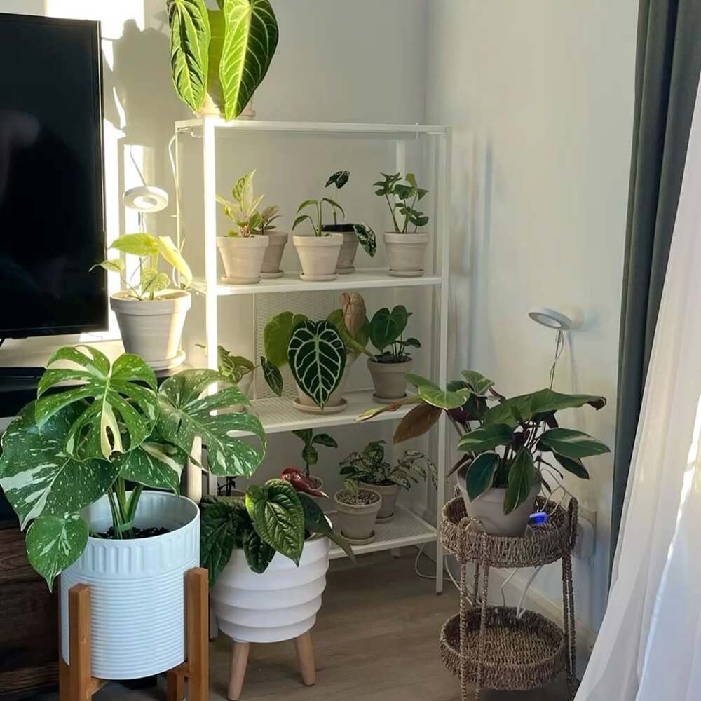 A collection of potted indoor plants