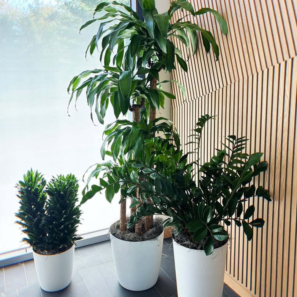 Potted indoor plants in office