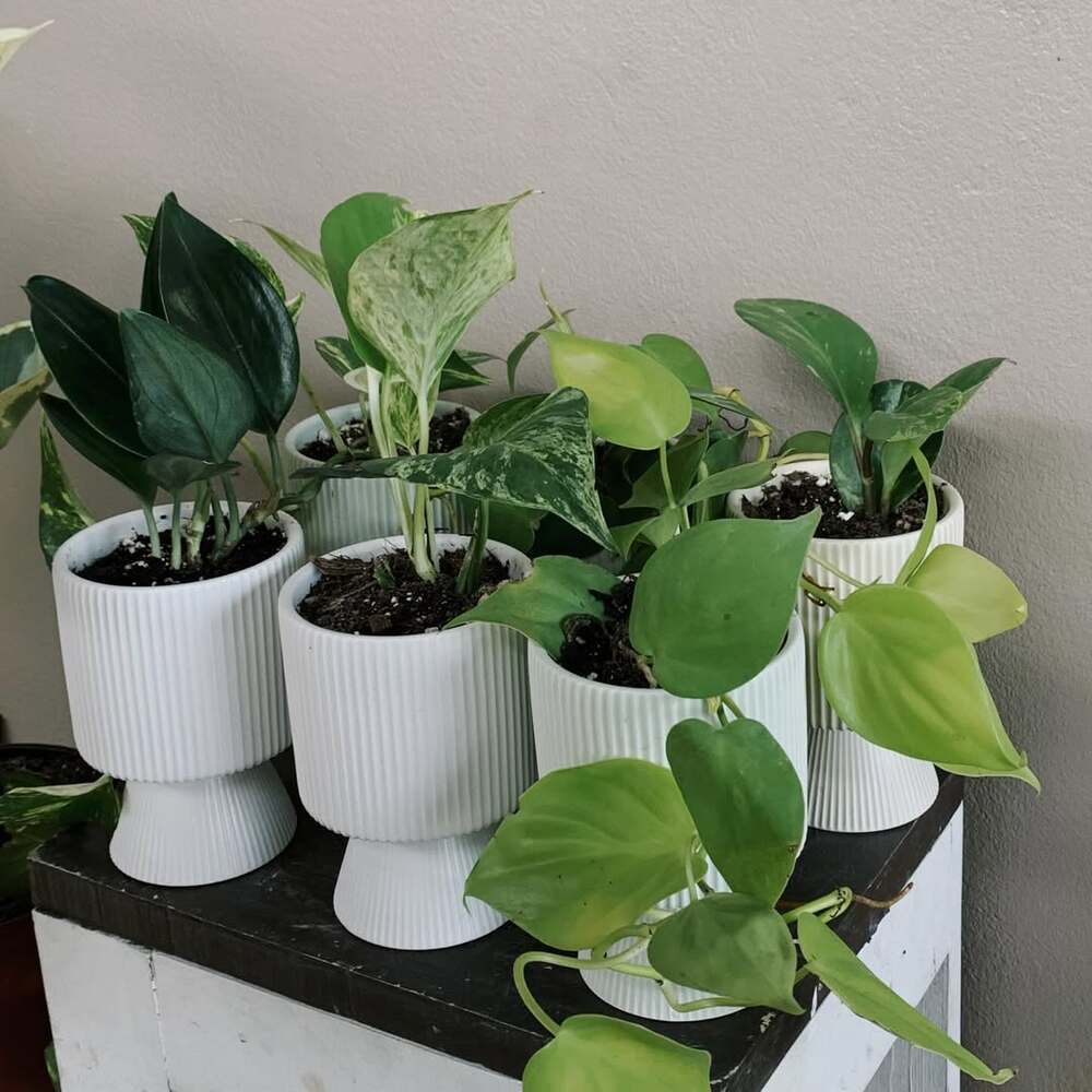 Various indoor plants in white pots