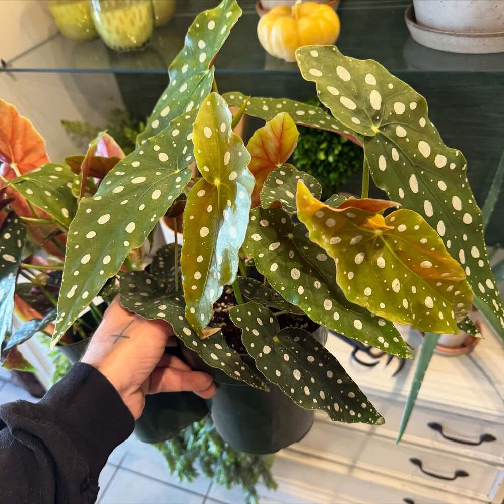 Hand holding a Polka Dot Begonia