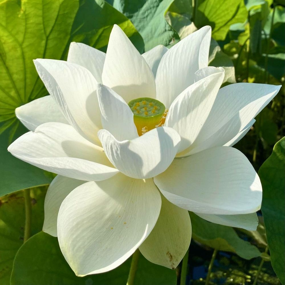 White lotus flower