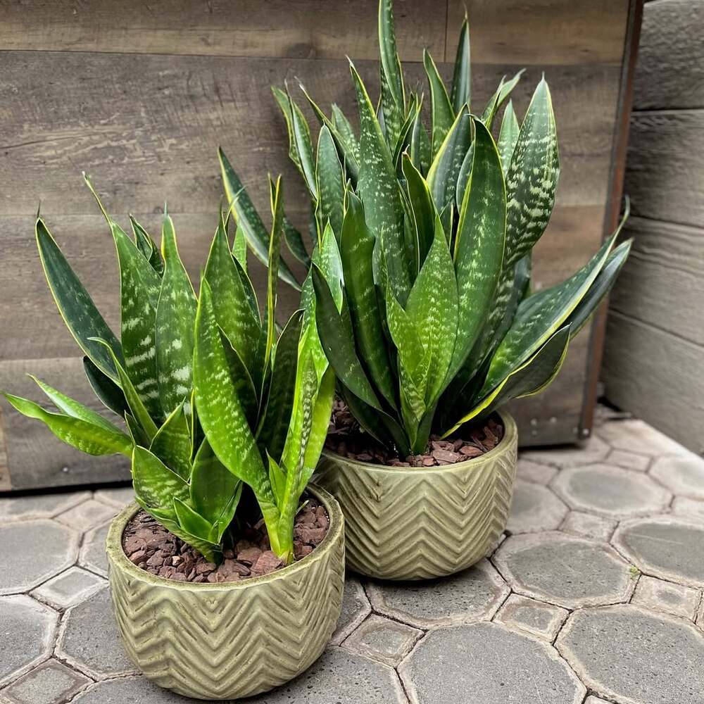 Potted snake plants on patio