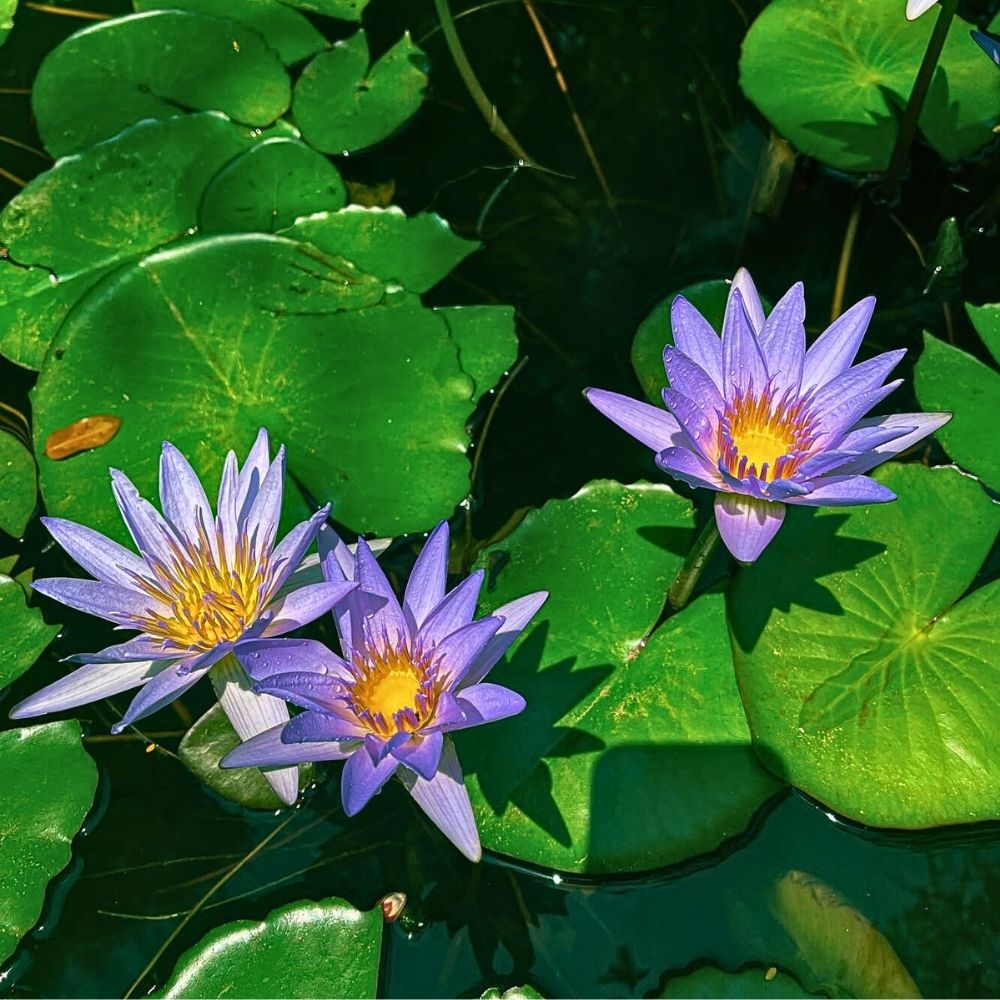 Blue lotus flower