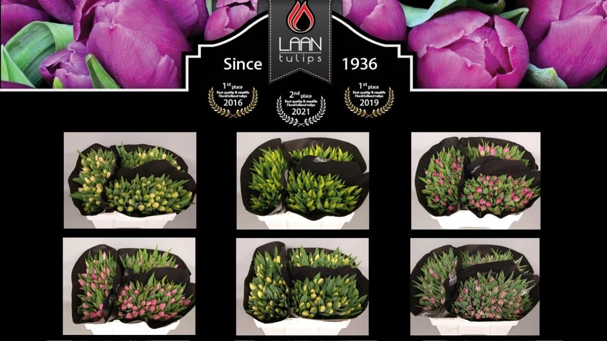 Tulips from Laan Tulips