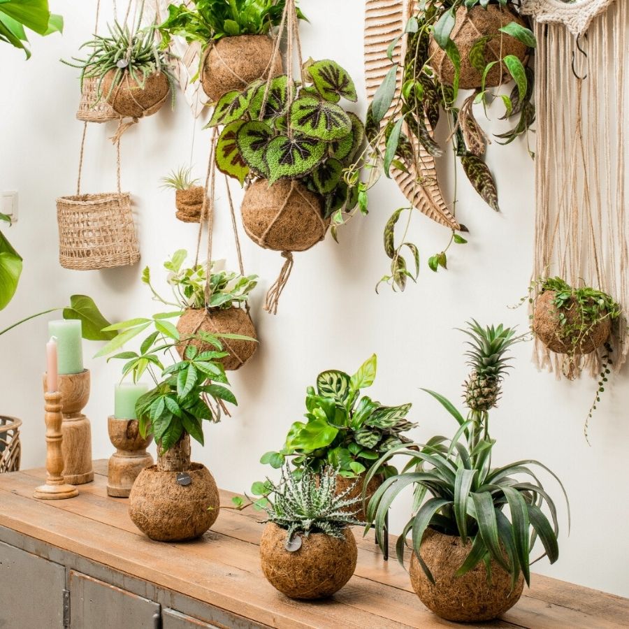 Kokodama plants by Kokodama Collection