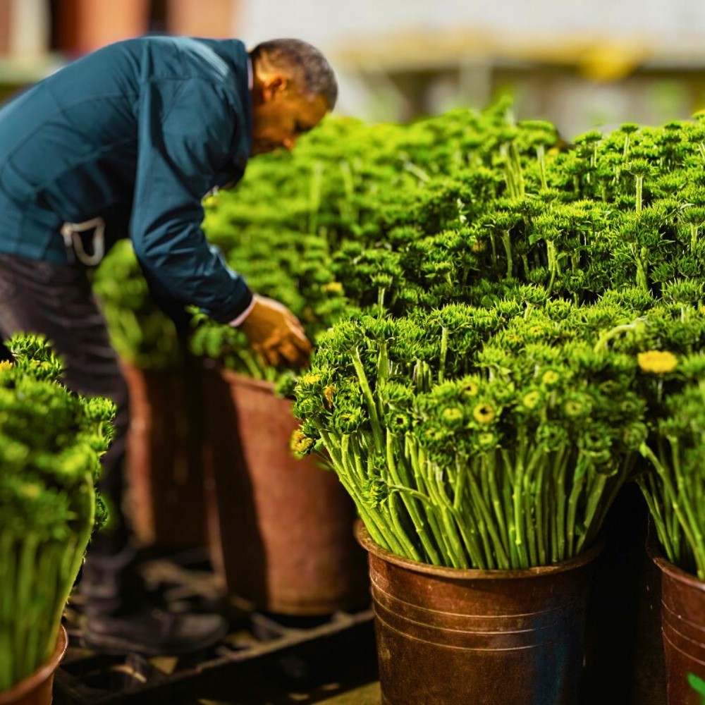 Vase Life Science as a Sustainability Tool in Floriculture