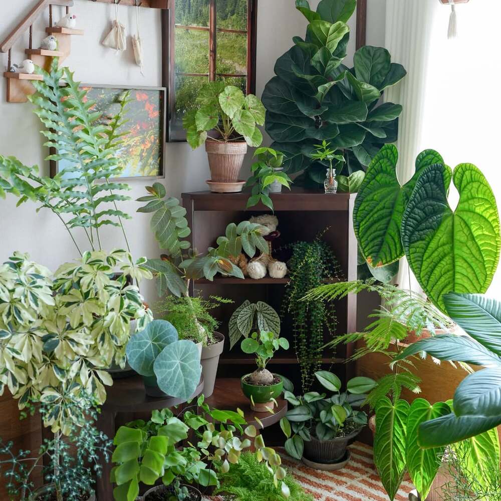 Lush indoor garden with various houseplants