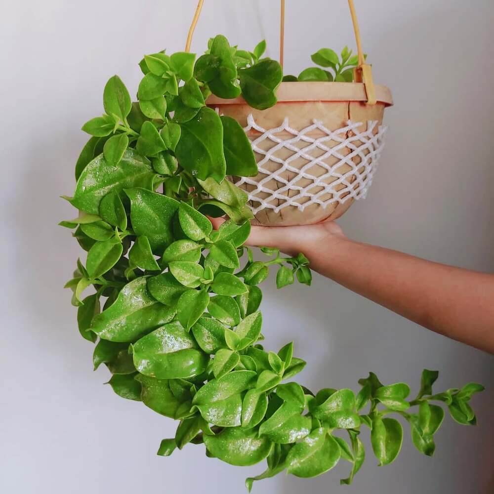 Trailing Baby Sun Rose plant