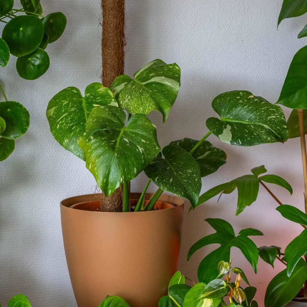 Potted Monstera Thai Constellation plant