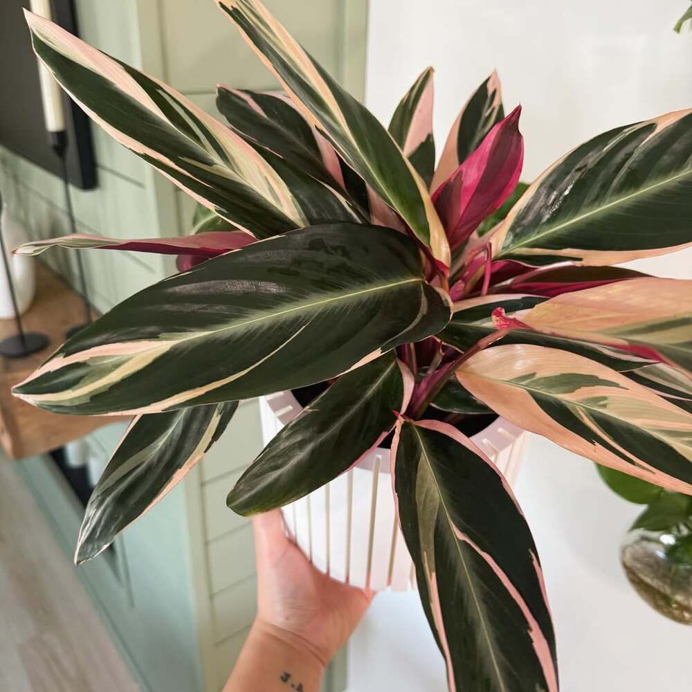 Variegated Stromanthe Triostar indoor plant