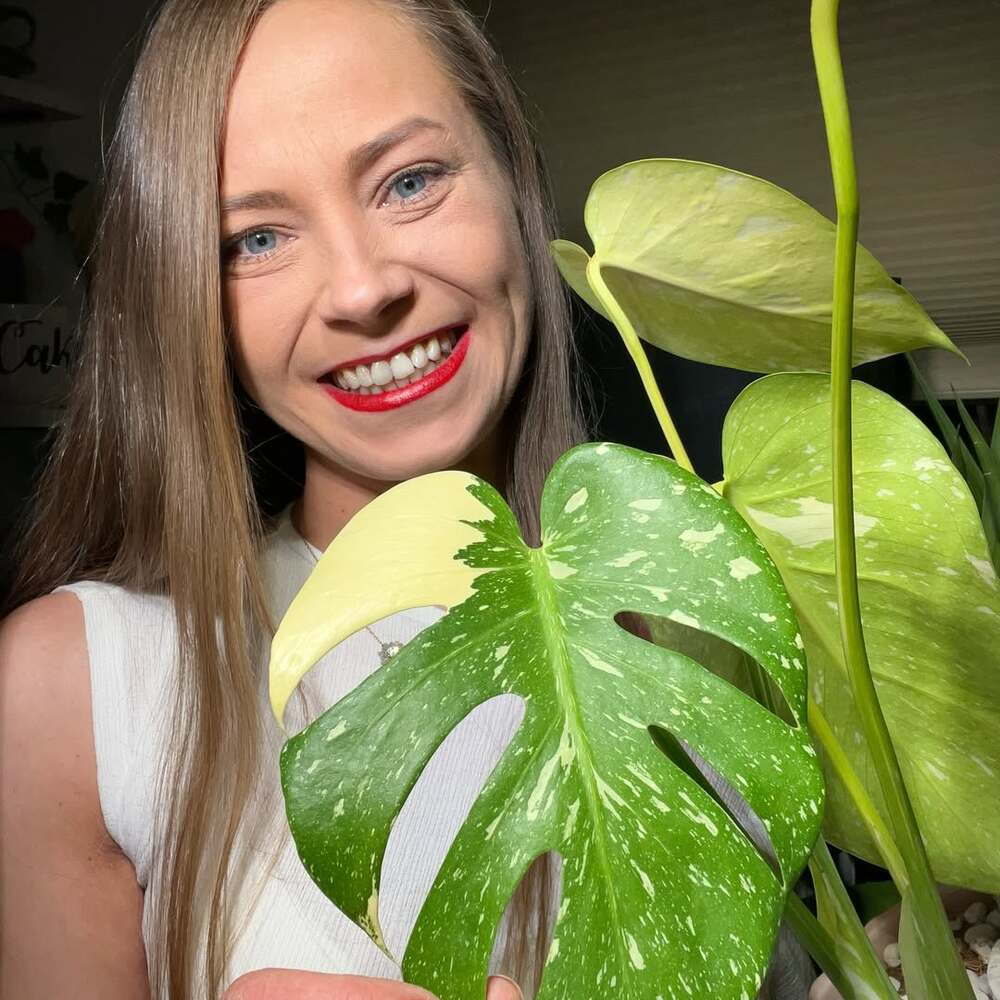 Woman holding variegated Monstera Thai Constellation