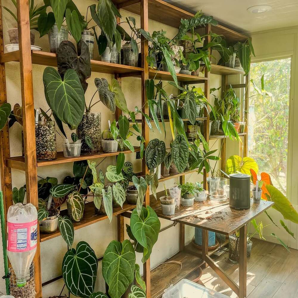 Indoor greenhouse filled with potted plants