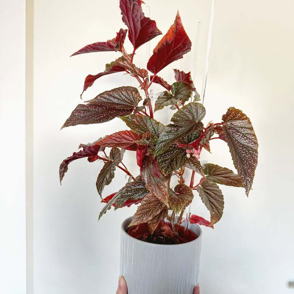 Potted Begonia plant with spotted leaves