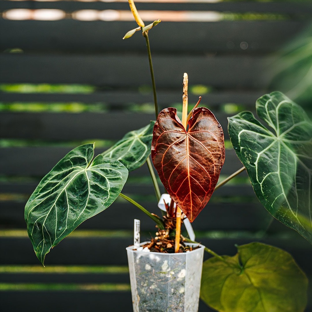 Dark leaf Anthurium in clear pot