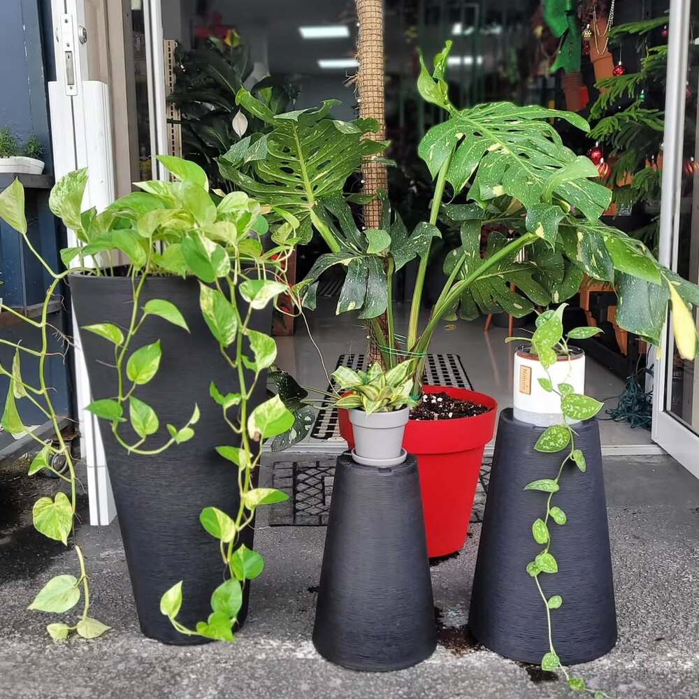 Various indoor plants in stylish pots