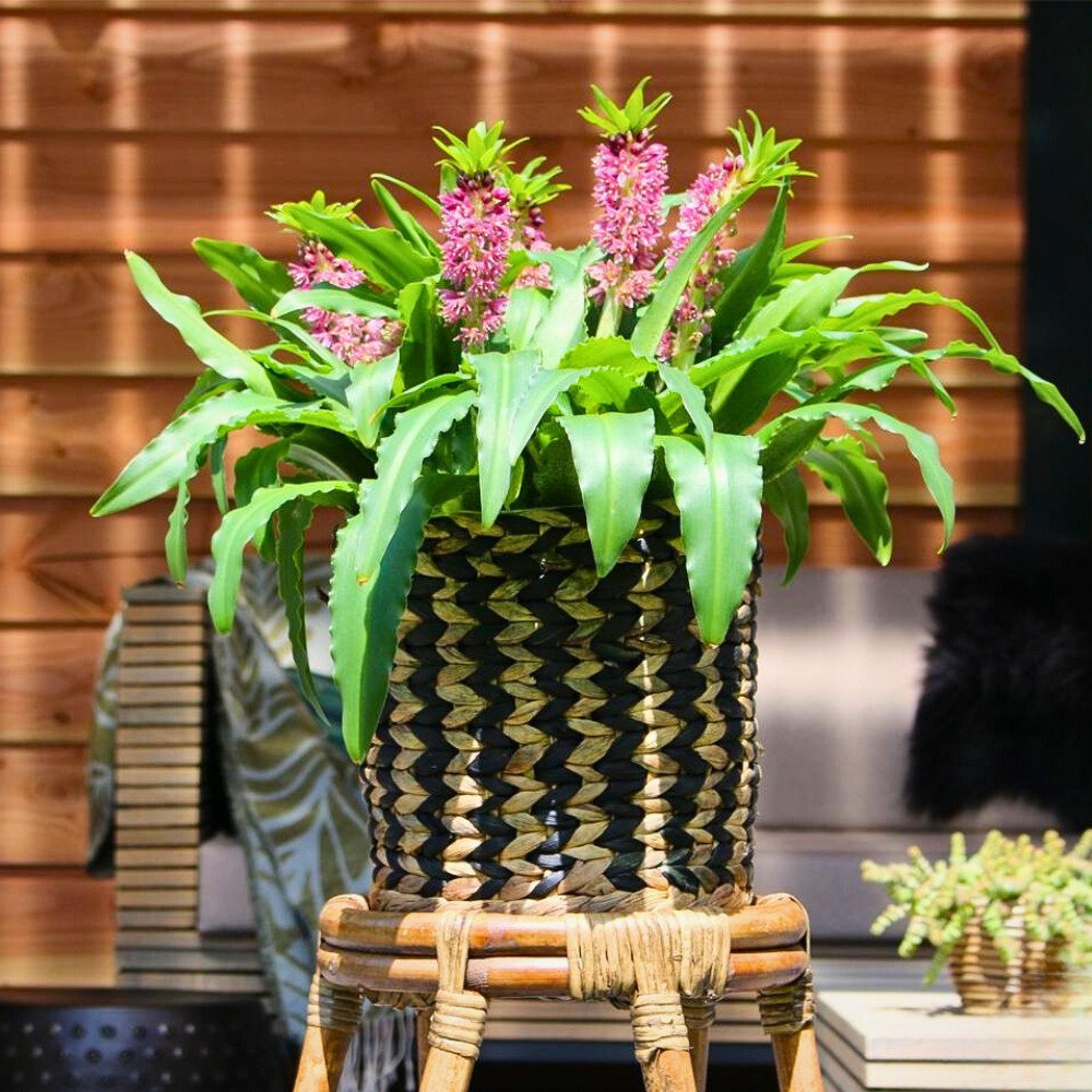 Cherishing Your Indoor Plants on National Houseplant Appreciation Day