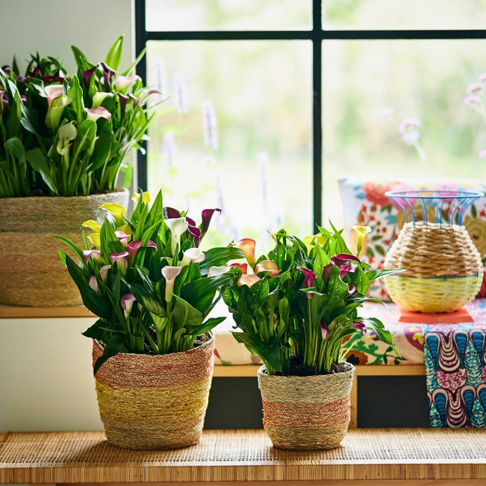 Cherishing Your Indoor Plants on National Houseplant Appreciation Day