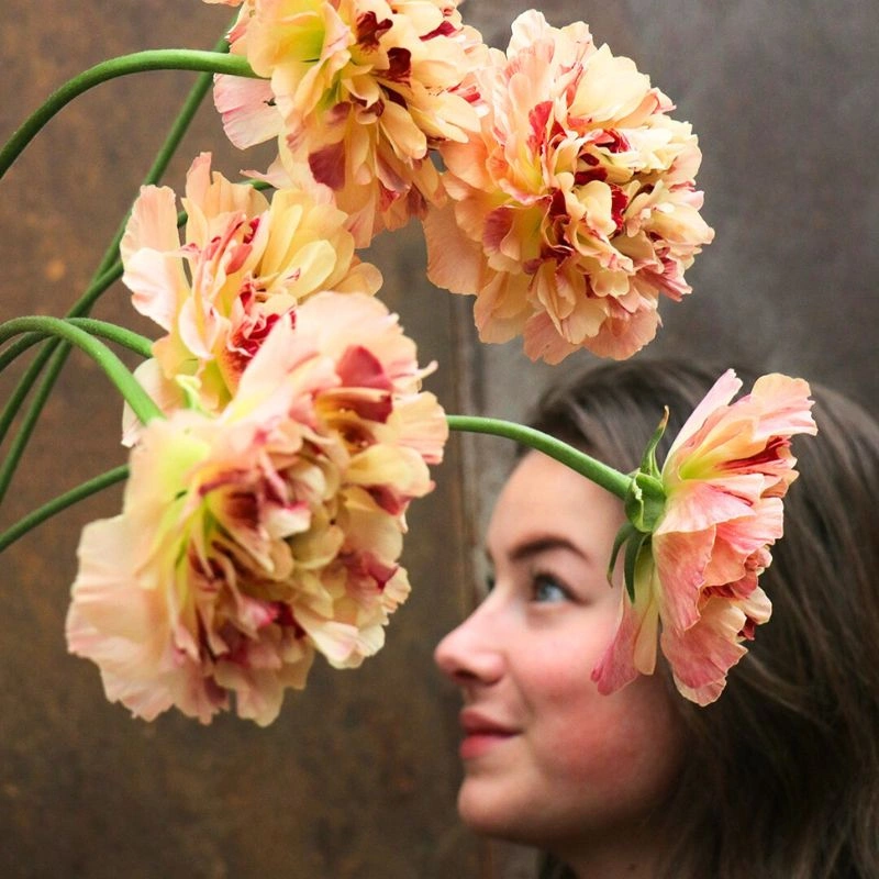 Charlotte ranunculus