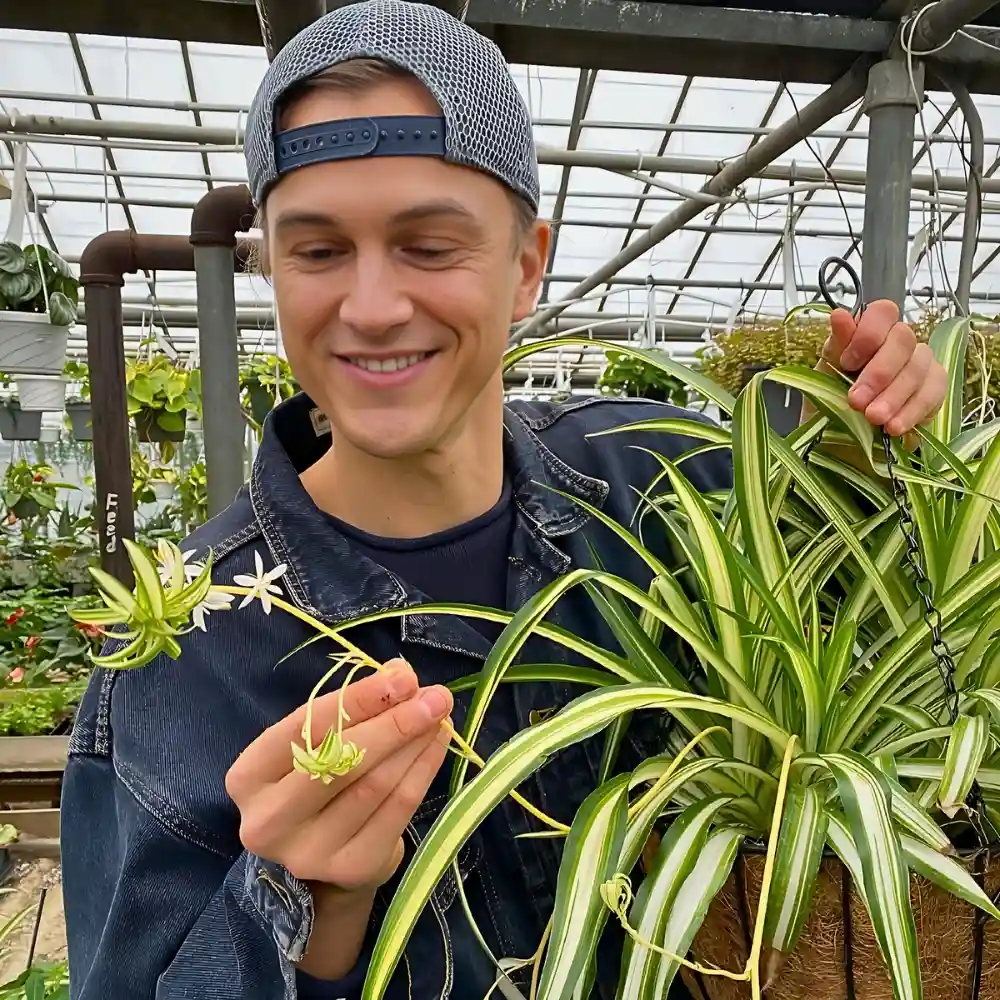 Benefits of Flowers and Plants Feature Image