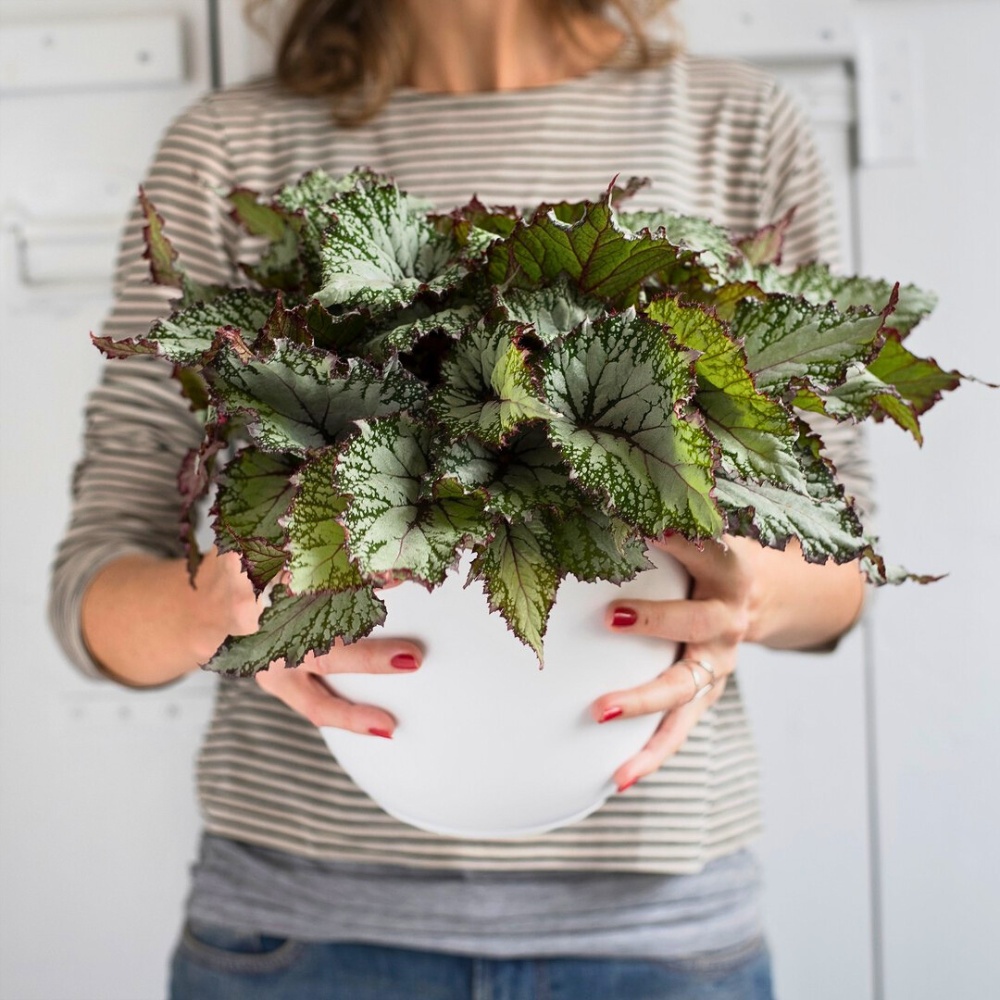 Cherishing Your Indoor Plants on National Houseplant Appreciation Day