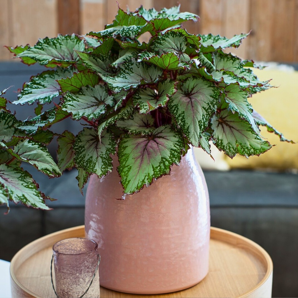 Cherishing Your Indoor Plants on National Houseplant Appreciation Day