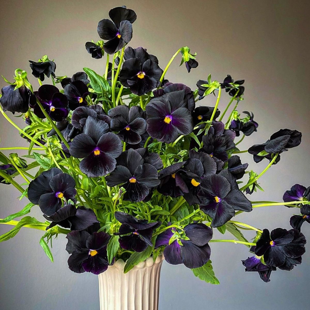 Beautiful Dark Pansies by Three Brothers Bloom 