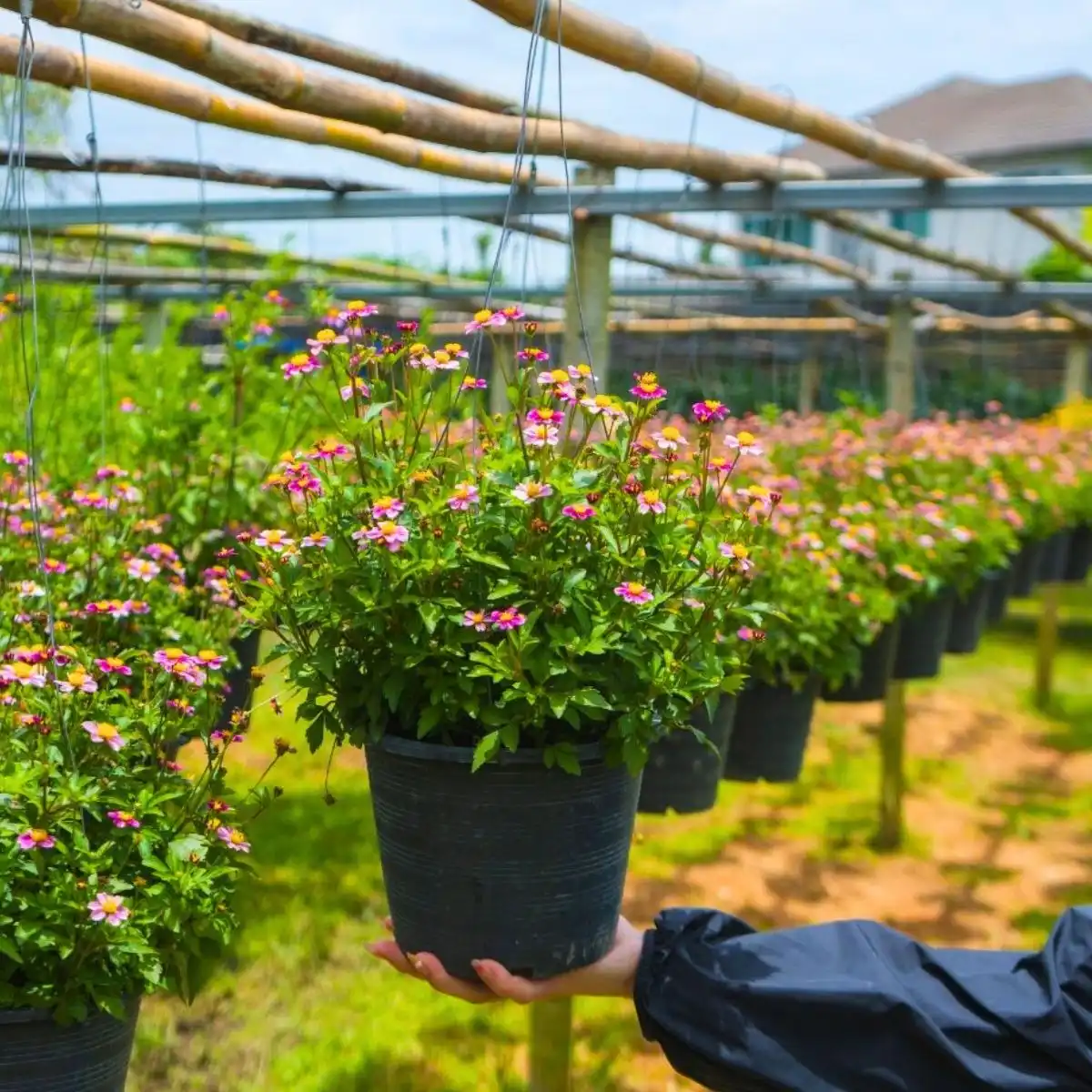 Biden Flowers, Also Called Bidens Ferulifolia or Apache Beggarticks