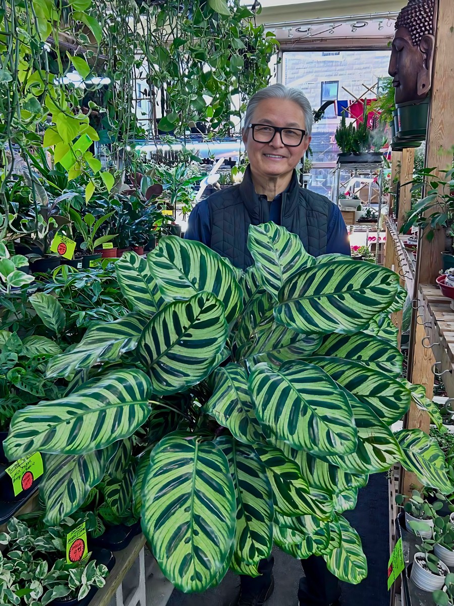 Low-Maintenance Calathea Plants