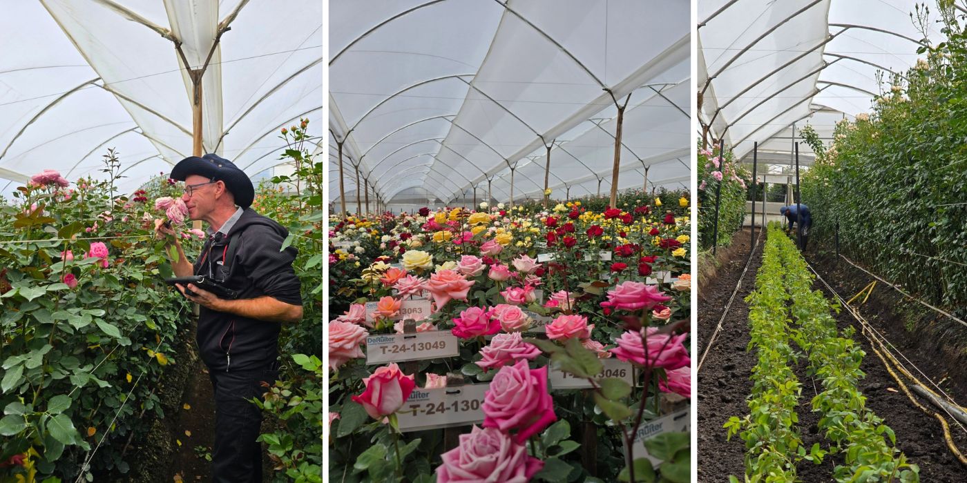 Selecting in Ecuador at De Ruiter Breeding