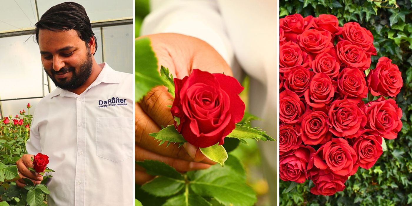 Rose Revolution De Ruiter East Africa