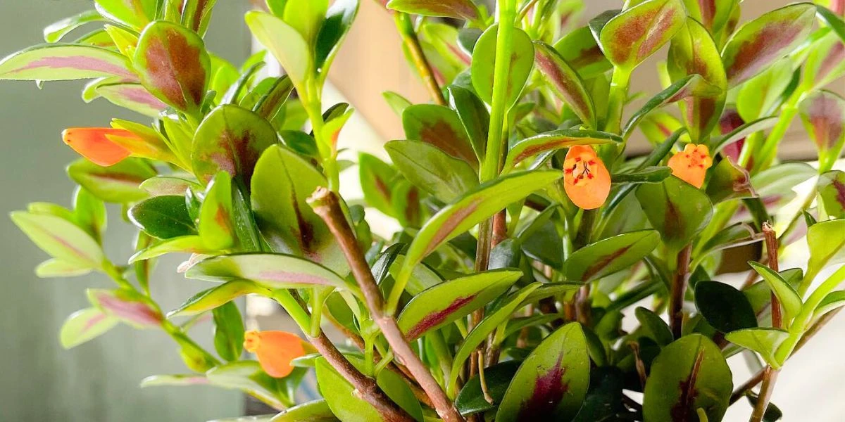 Goldfish Plant Care: How to Grow and Care for the Nematanthus Gregarius