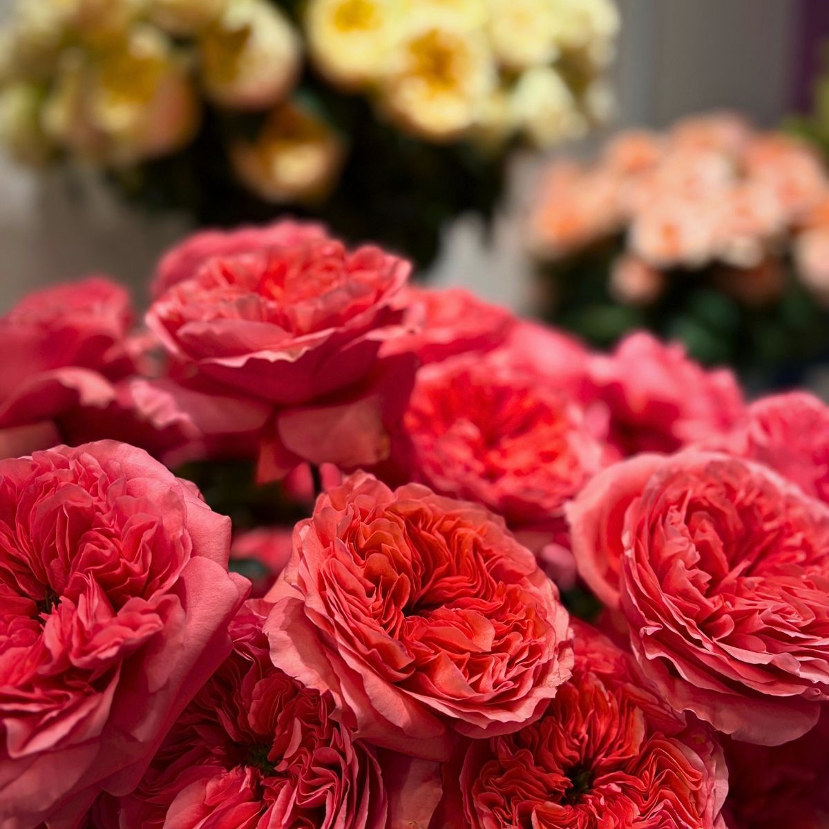 The X-pression Line With its Garden Look Is Very Popular