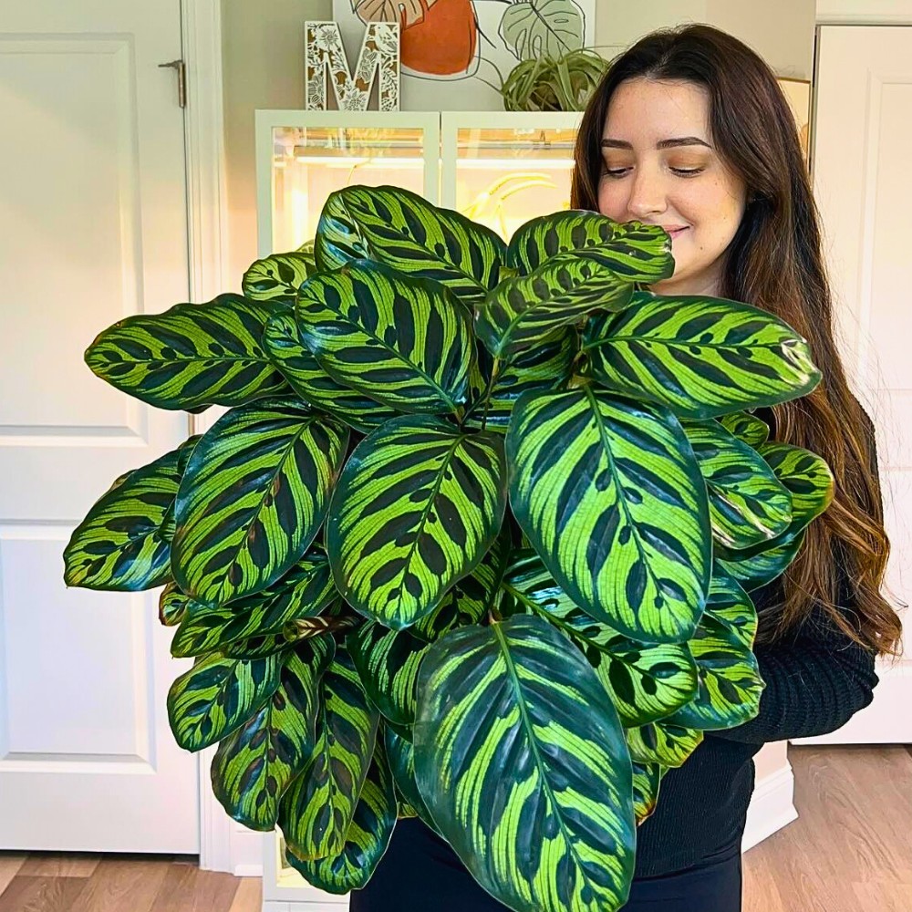 Calathea Plant Care and How to Properly Tend These Beauties