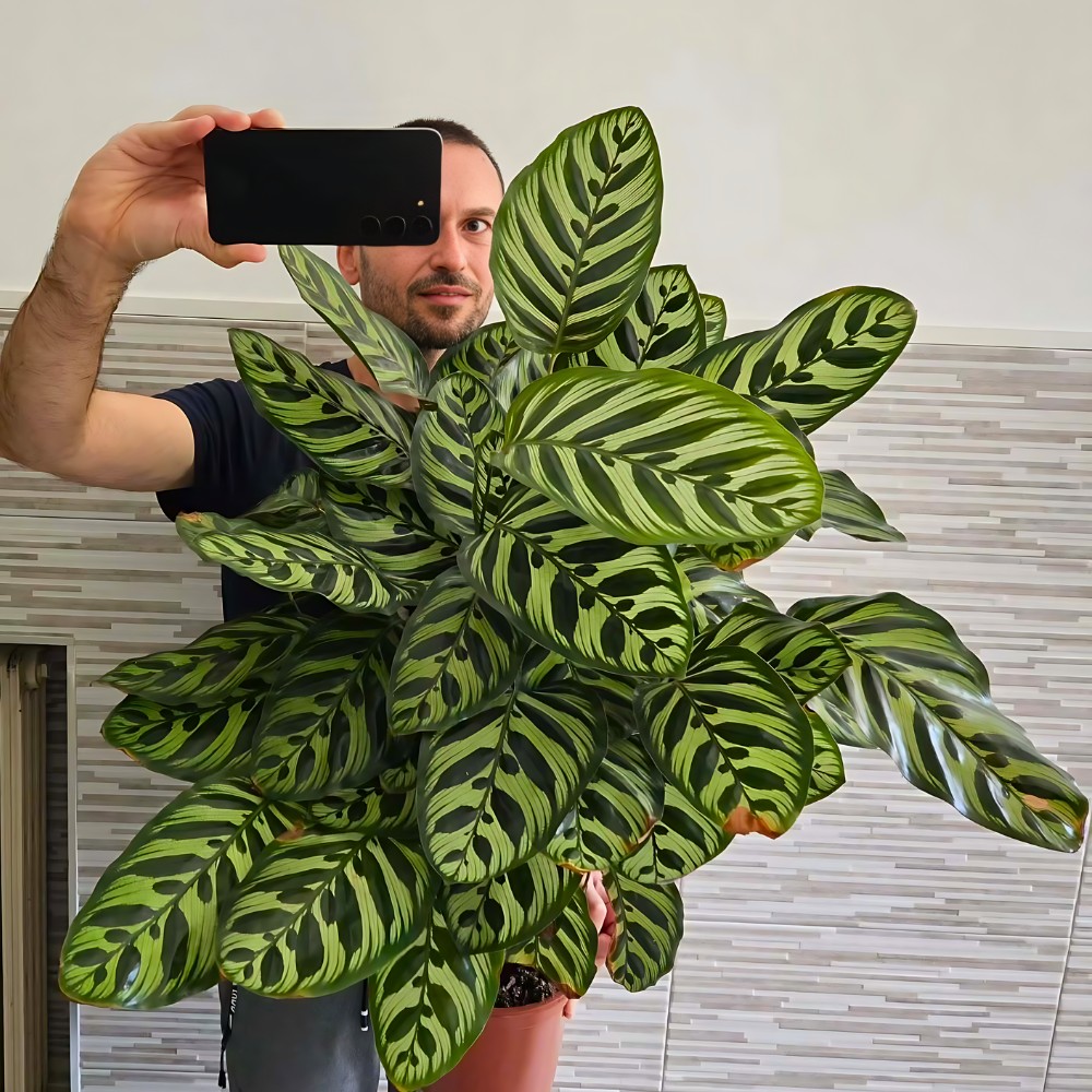 Low-Maintenance Calatheas