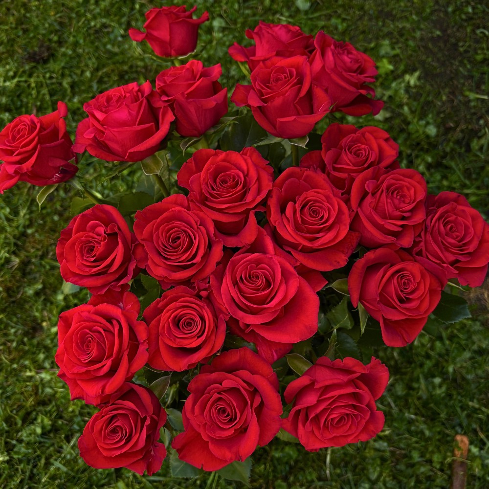 De Ruiter East Africa Invites You to Three Days of Floral Showcase