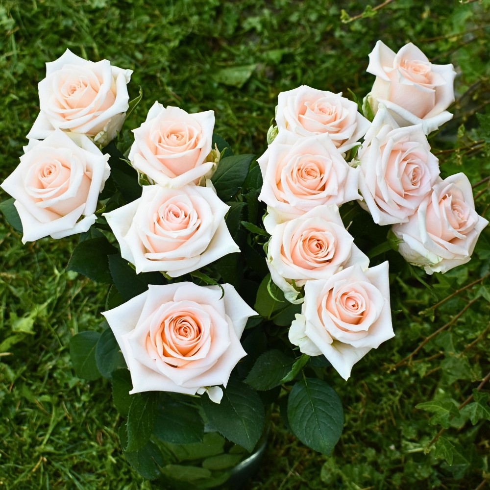 De Ruiter East Africa Invites You to Their Open Days in Naivasha.