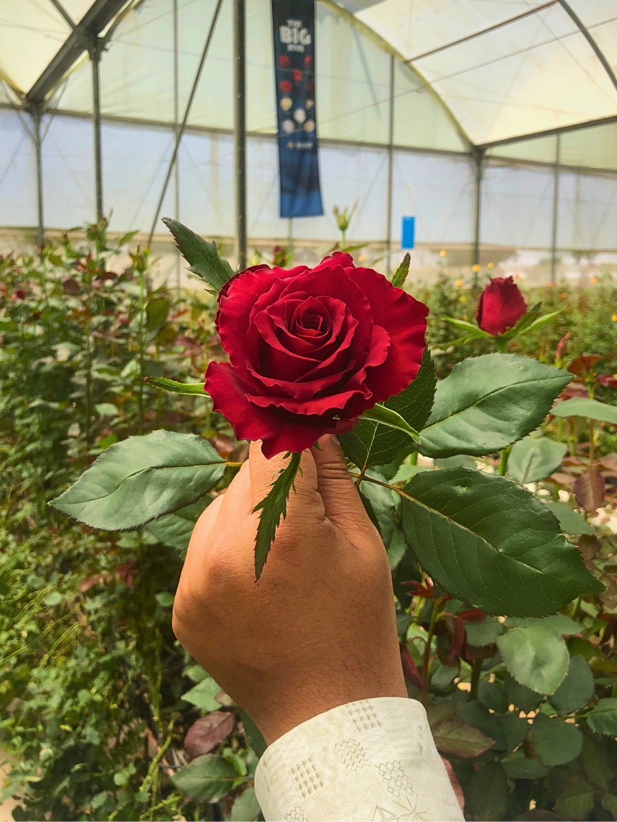 De Ruiter East Africa Invites You to Their Open Days in Naivasha.