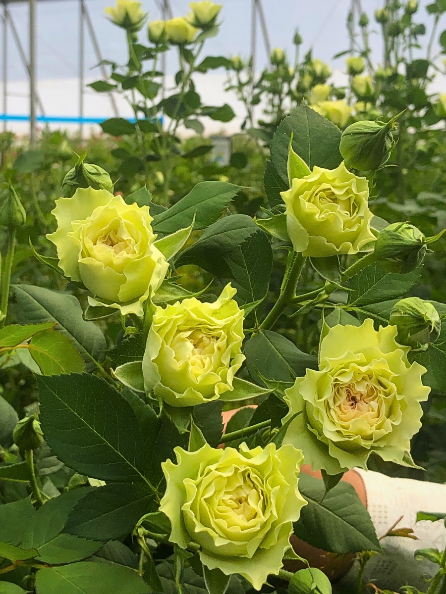 De Ruiter's roses De Ruiter East Africa Invites You to Their Open Days in Naivasha.