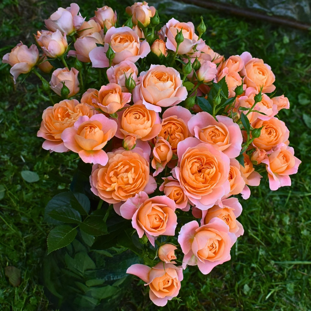 De Ruiter East Africa Invites You to Their Open Days in Naivasha.