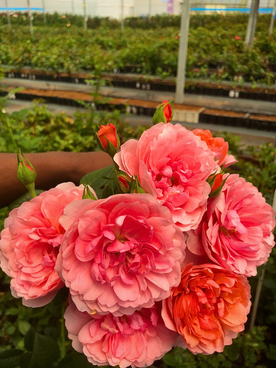 Spray roses De Ruiter East Africa Invites You to Their Open Days in Naivasha.